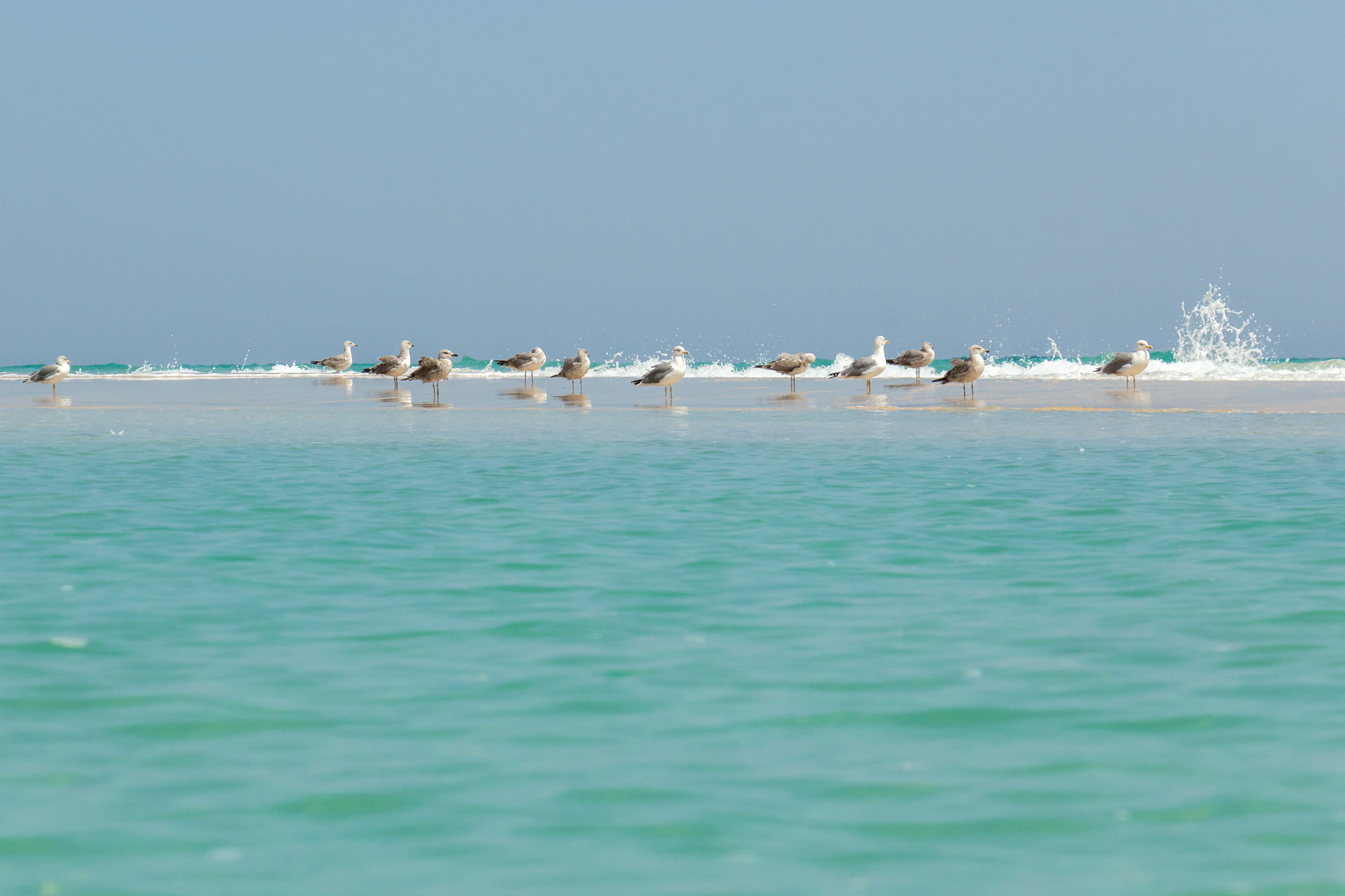 seagulls-standing-in-the-sea-at-low-tide.jpg