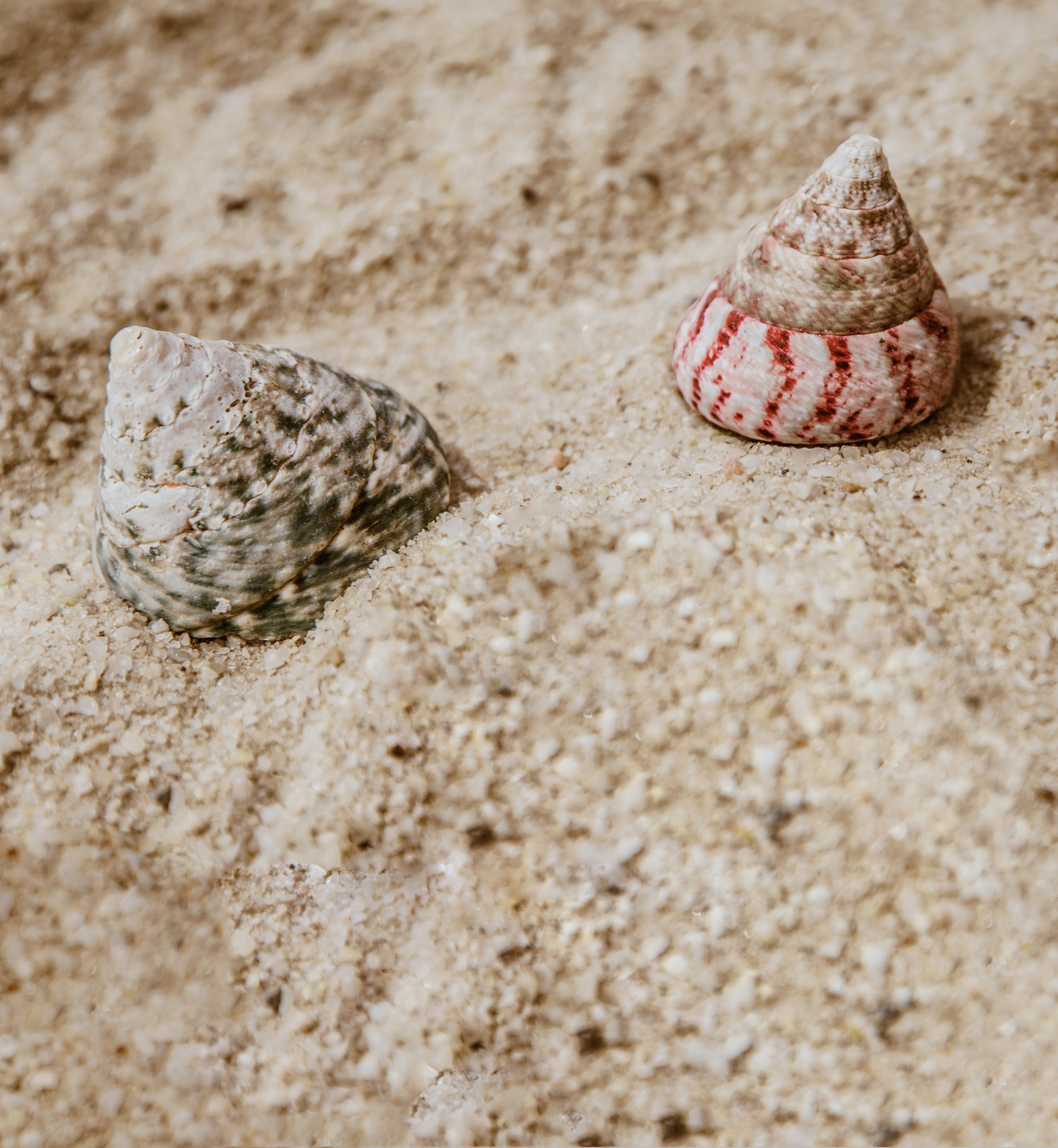 shells-in-sand_e5a62704-d039-4847-a548-bcddc400ec30.jpg