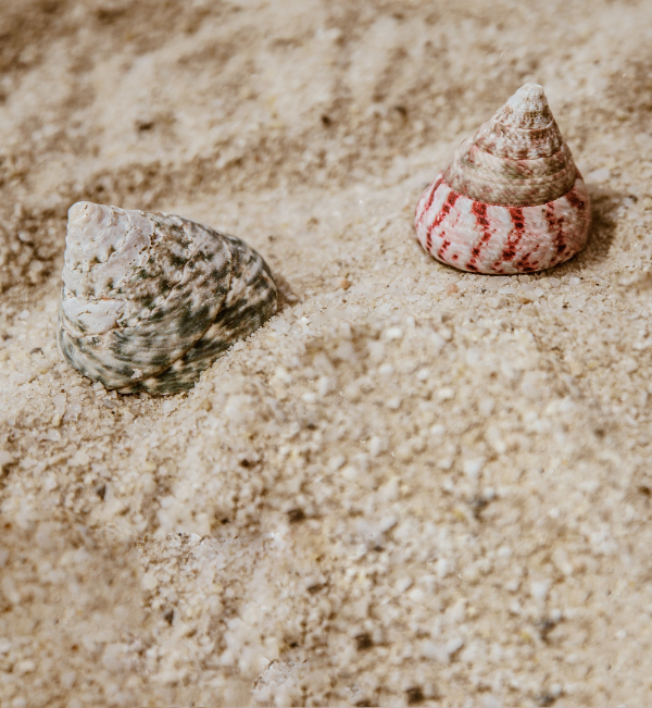 shells-in-sand_e5a62704-d039-4847-a548-bcddc400ec30.png